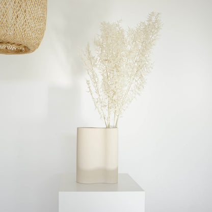 Ruskus / Mäusedorne konserviert 