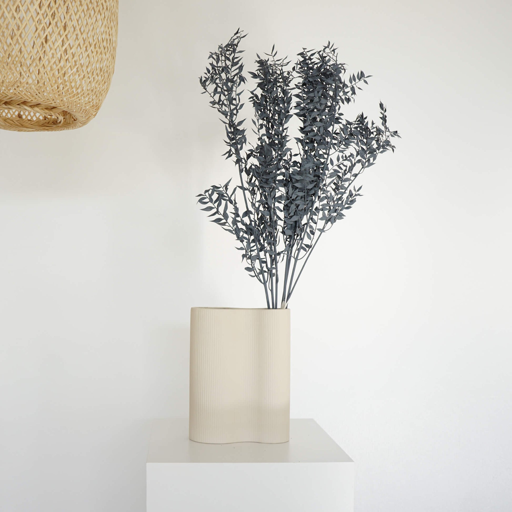 Ruskus / Mäusedorne konserviert 