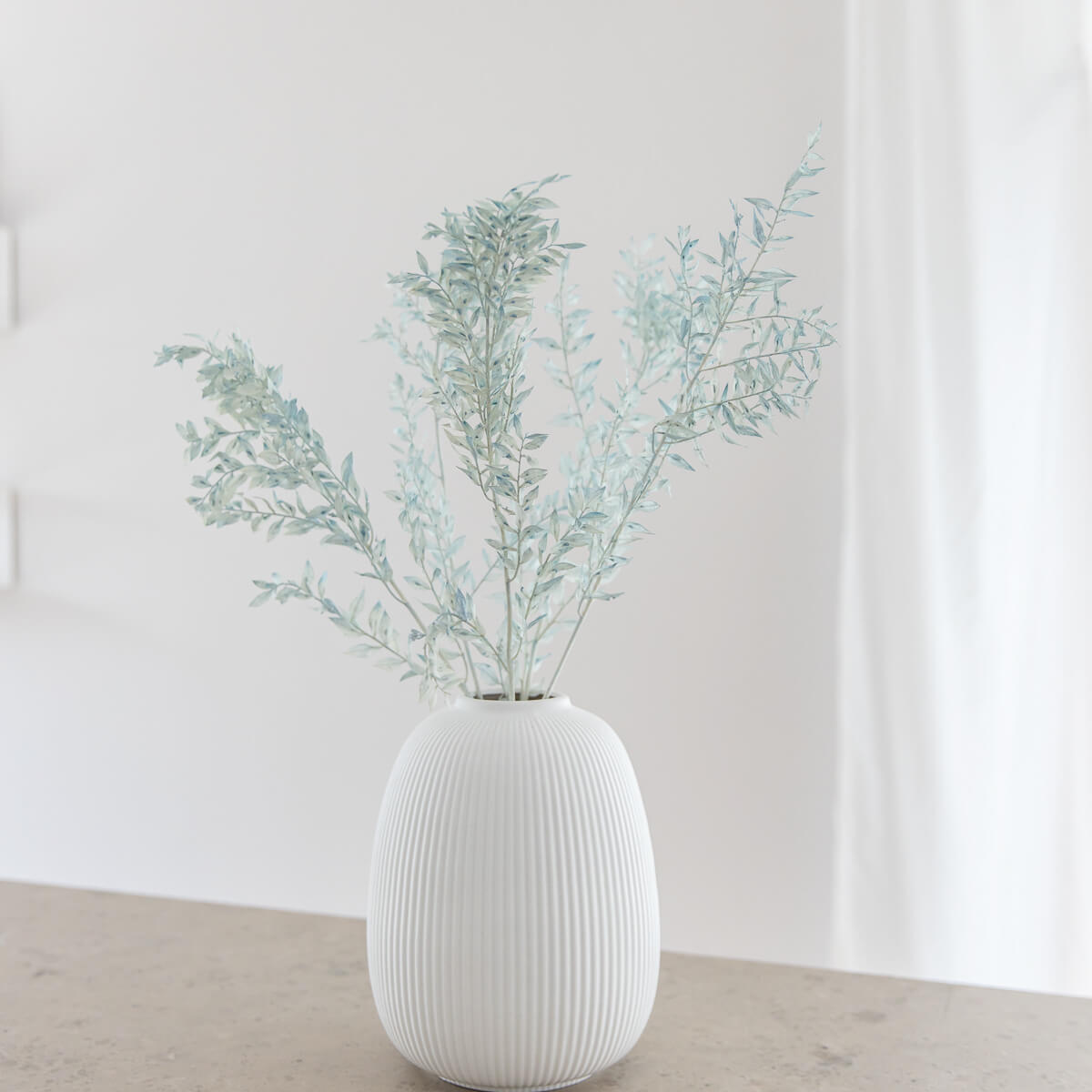 Ruskus / Mäusedorne konserviert 