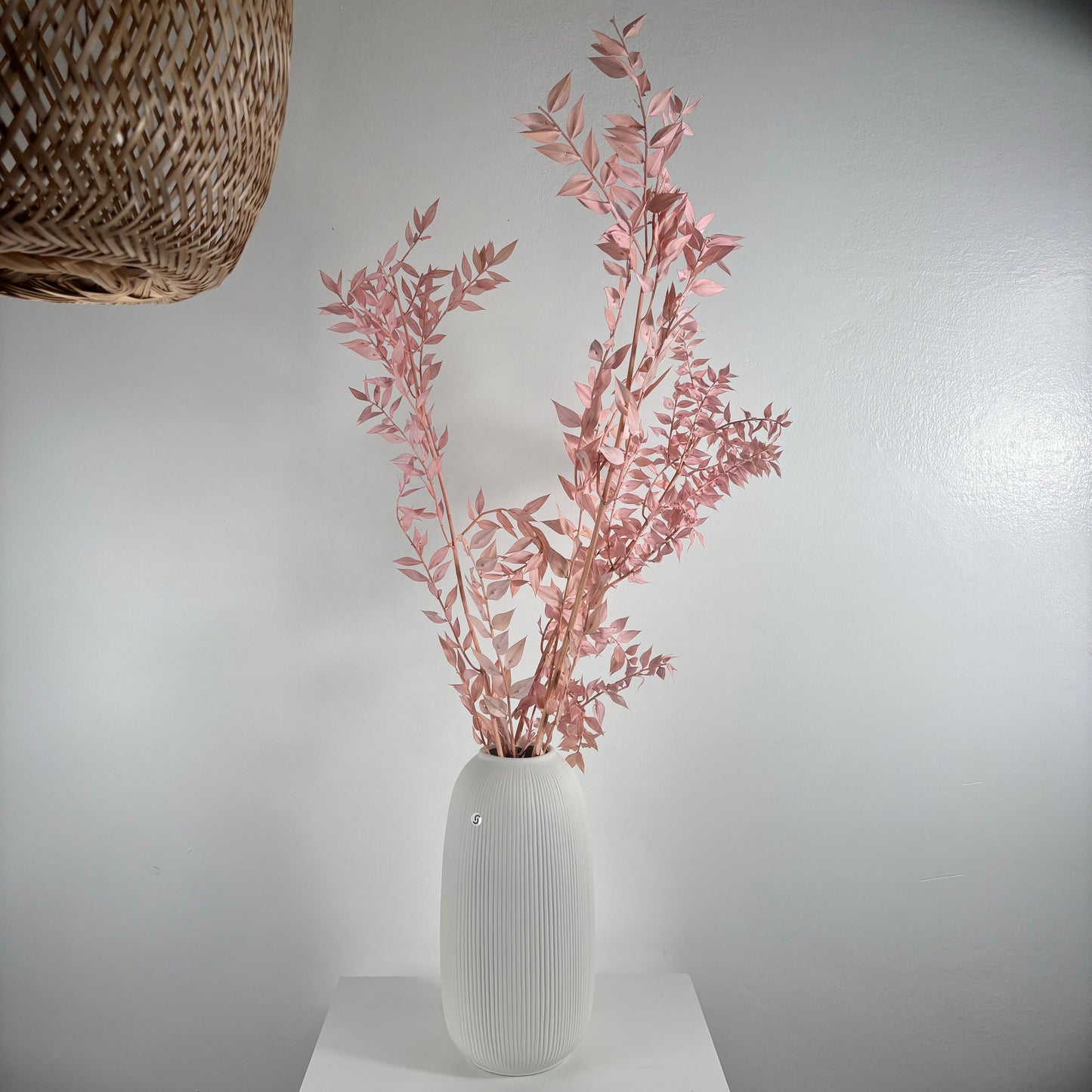 Ruskus / Mäusedorne konserviert 