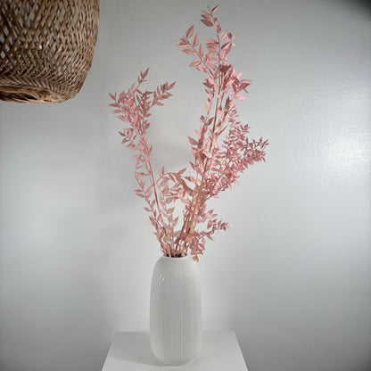 Ruskus / Mäusedorne konserviert 