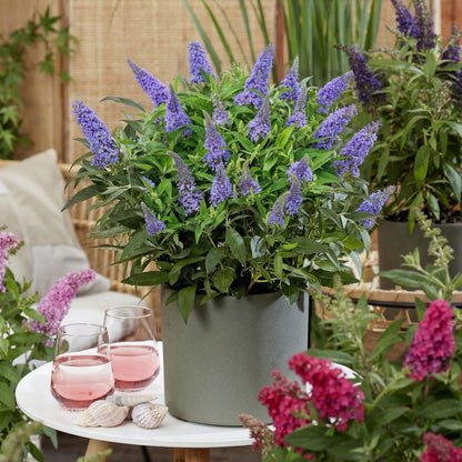 Green boutiQ - Gartenpflanze - Buddleja davidii Butterfly Candy Little Lila - Schmetterlingsstrauch - Kompakt - Lila - 3 Pflanzen - Topf 12cm - Höhe 20-25cm 
