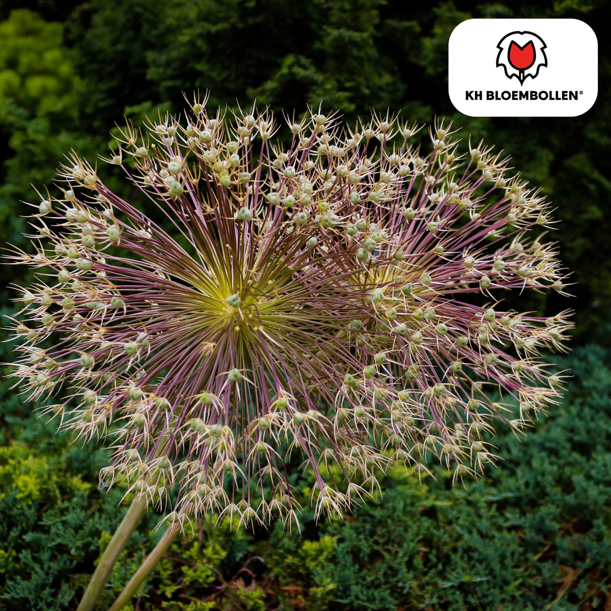 Allium schubertii – 5 Blumenzwiebeln – Spektakulärer Zierlauch – Große kugelförmige Blüten – Feuerwerk-Effekt im Garten – Auch als Trockenblume 