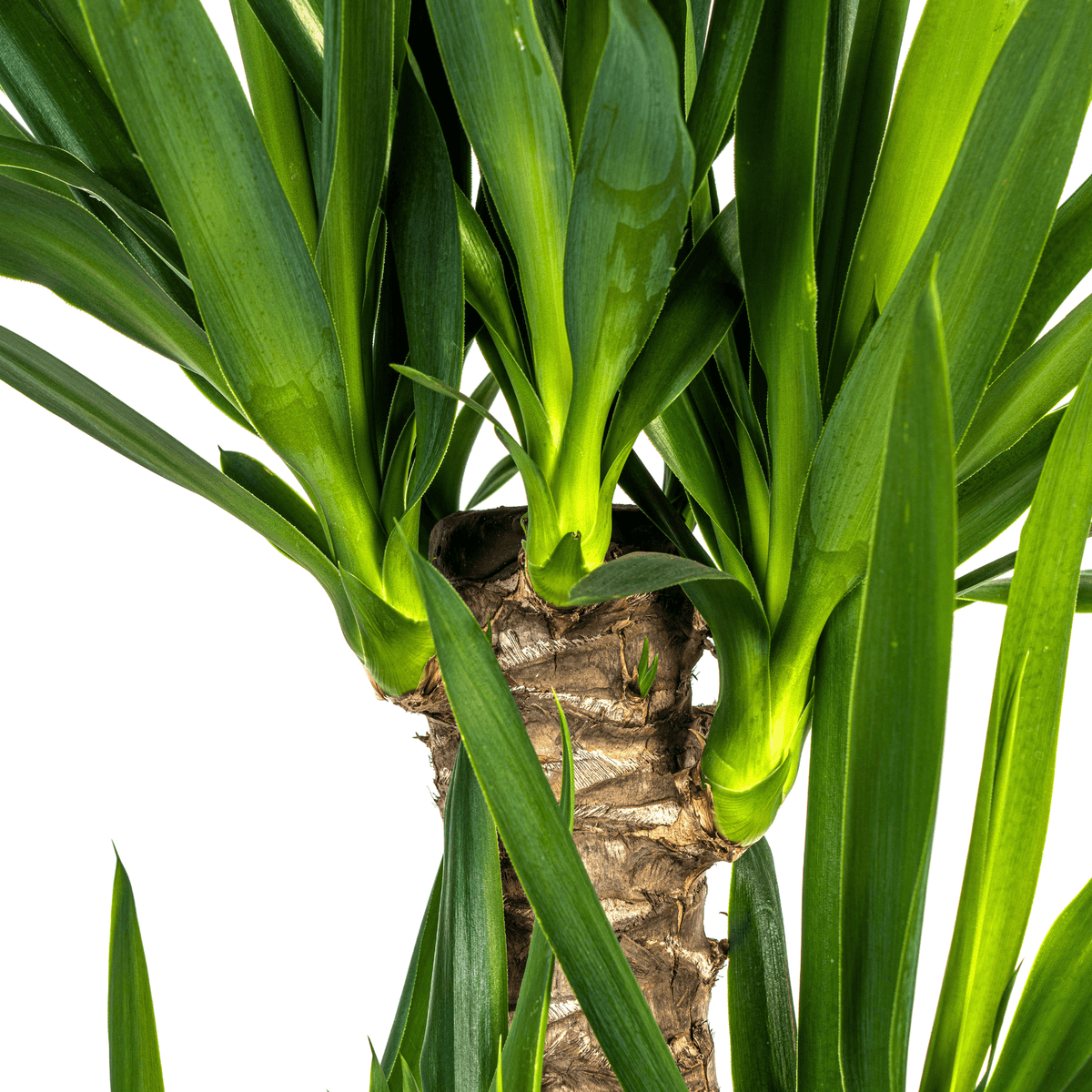 Yucca Elephantipes – Riesen-Palmlilie – Zimmerpflanze – Ø21cm – Höhe 90–110cm – Robuste Grünpflanze – Pflegeleicht & dekorativ 