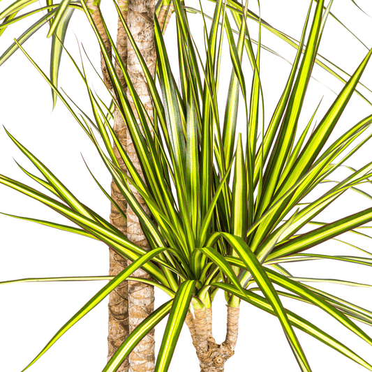 Dracaena Marginata Sunray mit Korb Ø24cm - ↕130 - 150cm 