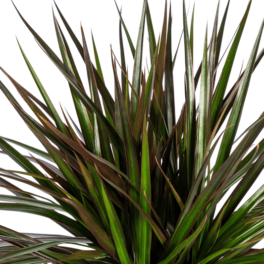 Dracaena Marginata Magenta mit Korb Ø24cm - ↕130 - 150cm 