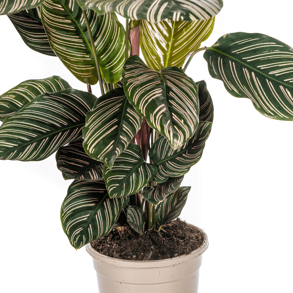 Korbmarante Calathea Ornata Sanderiana – Ø17 cm – ca. 40–50 cm hoch – Zimmerpflanze mit pink gestreiften Blättern – Für Wohnzimmer & Büro 