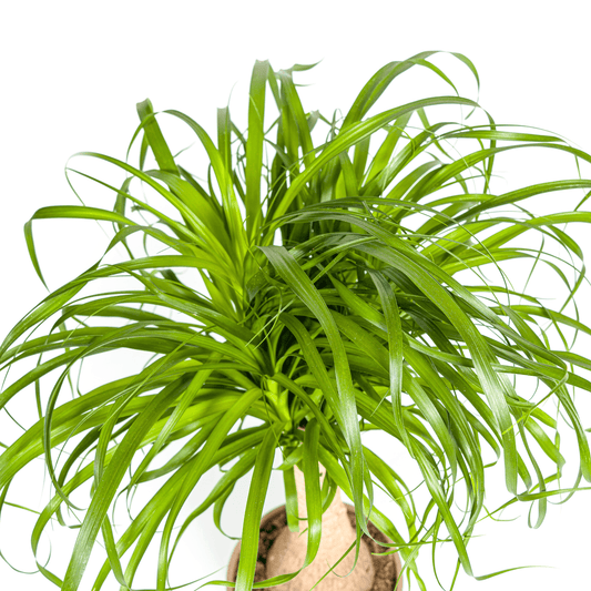 Beaucarnea Recurvata Stamm mit Korb Ø21cm - ↕60 - 80cm 