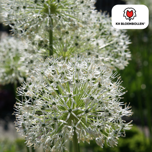 Allium 'White Giant' – Zierlauch – große, reinweiße Blütenkugeln – imposante Sommerblüher – 5 Blumenzwiebeln – ↕120cm – ideal für Beet & Rabatte 