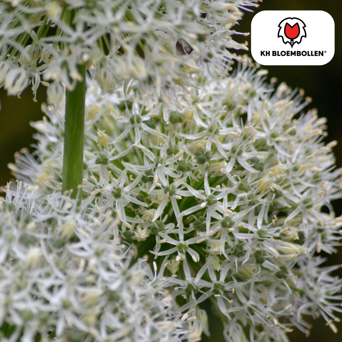 Allium 'White Giant' – Zierlauch – große, reinweiße Blütenkugeln – imposante Sommerblüher – 5 Blumenzwiebeln – ↕120cm – ideal für Beet & Rabatte 