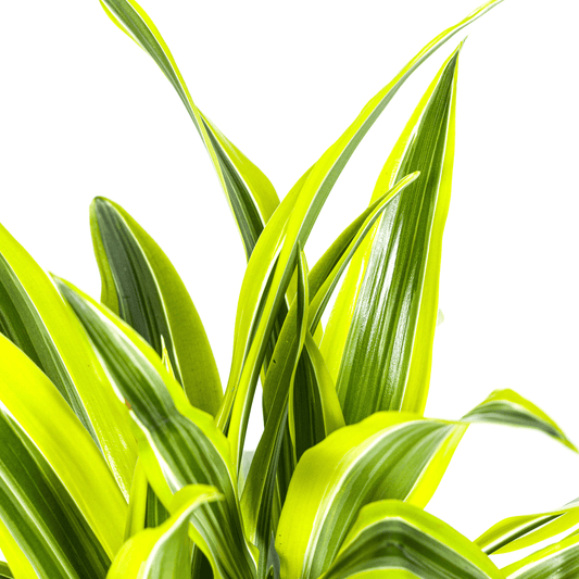 Drachenbaum Dracaena Deremensis Lemon Lime – Zimmerpflanze – Ø19cm – 70-90cm hoch – Lebendige grüne Blätter mit hellgrünem Rand – Pflegeleicht & dekorativ 
