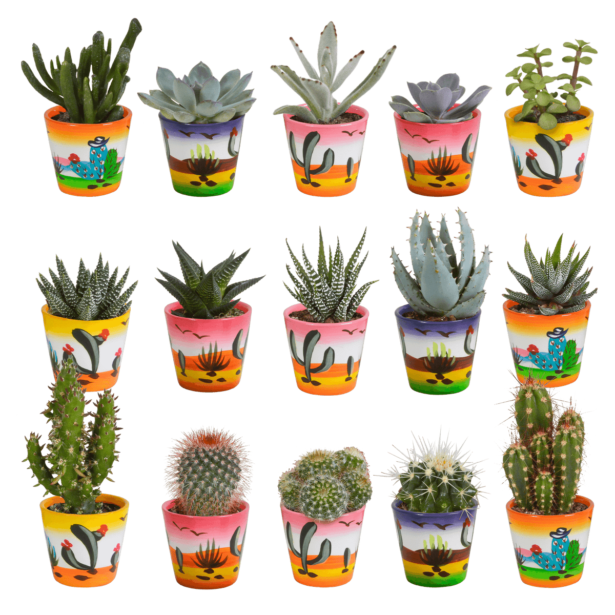 Kakteen & Sukkulenten Mischung – 15 Pflanzen 5,5 cm – Vielfältige Auswahl aus Cereus, Echeveria, Haworthia & Crassula – Hochwertige Qualität – Handbemalter mexikanischer Topf inklusive 