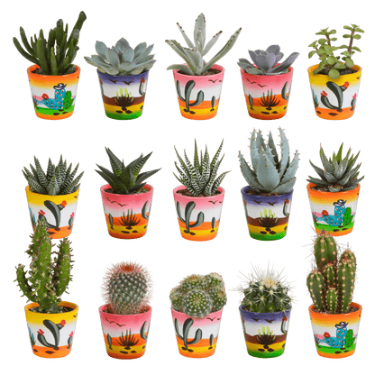 Kakteen & Sukkulenten Mischung – 15 Pflanzen 5,5 cm – Vielfältige Auswahl aus Cereus, Echeveria, Haworthia & Crassula – Hochwertige Qualität – Handbemalter mexikanischer Topf inklusive 