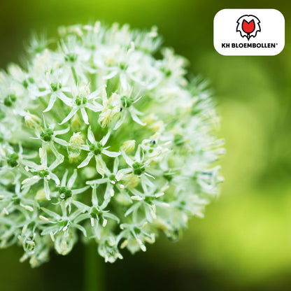 Allium 'White Giant' – Zierlauch – große, reinweiße Blütenkugeln – imposante Sommerblüher – 5 Blumenzwiebeln – ↕120cm – ideal für Beet & Rabatte 