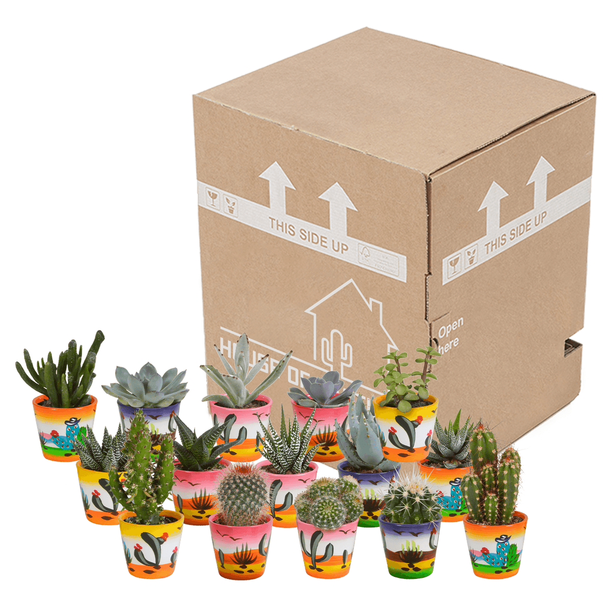 Kakteen & Sukkulenten Mischung – 15 Pflanzen 5,5 cm – Vielfältige Auswahl aus Cereus, Echeveria, Haworthia & Crassula – Hochwertige Qualität – Handbemalter mexikanischer Topf inklusive 