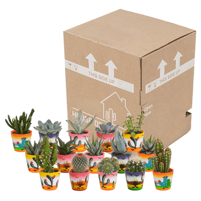 Kakteen & Sukkulenten Mischung – 15 Pflanzen 5,5 cm – Vielfältige Auswahl aus Cereus, Echeveria, Haworthia & Crassula – Hochwertige Qualität – Handbemalter mexikanischer Topf inklusive 