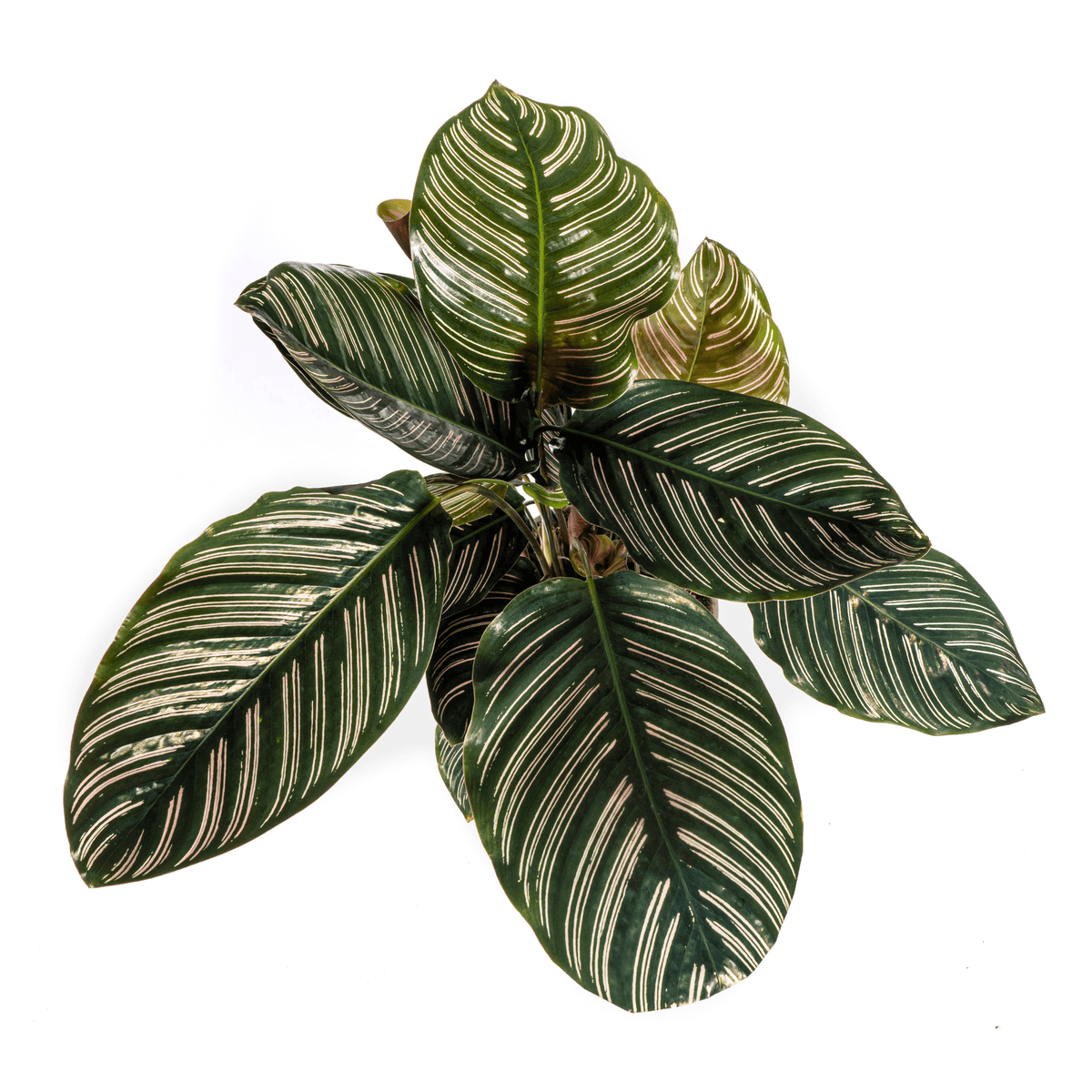 Korbmarante Calathea Ornata Sanderiana – Ø17 cm – ca. 40–50 cm hoch – Zimmerpflanze mit pink gestreiften Blättern – Für Wohnzimmer & Büro 