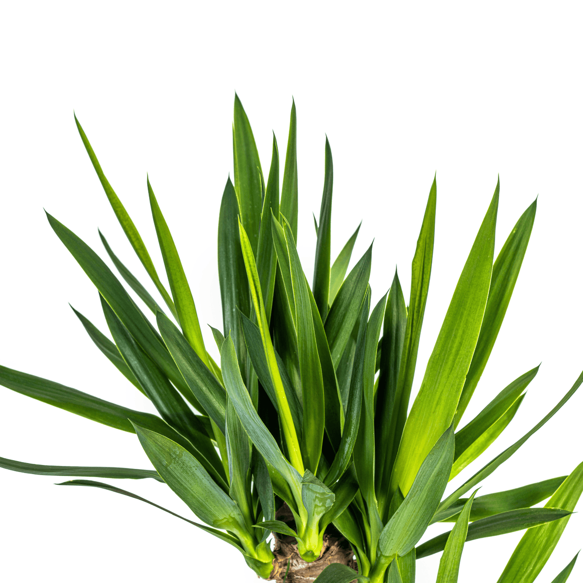 Yucca Elephantipes mit Korb Ø21cm - ↕90 - 110cm 