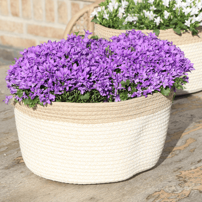 Campanula Addenda Ambella Intense purple - Baumwollschale mit Campanula mit Bewässerungssystem - 3 Stück - Glockenblume lila - Topfgröße 12cm 