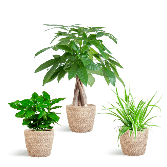 Tierfreundlicher Pflanzenkasten – Zimmerpflanzen-Mix – 3 grüne Pflanzen – Ø12 cm – Korb Sofia Natur – ungiftig für Katzen, Hunde & Kinder 