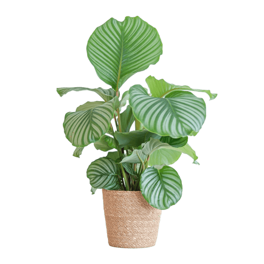 Korbmarante Calathea Orbifolia – Zimmerpflanze – 65cm hoch – Ø21cm – inkl. Natur-Korb Sofia aus Seegras – Luftreinigend & dekorativ 