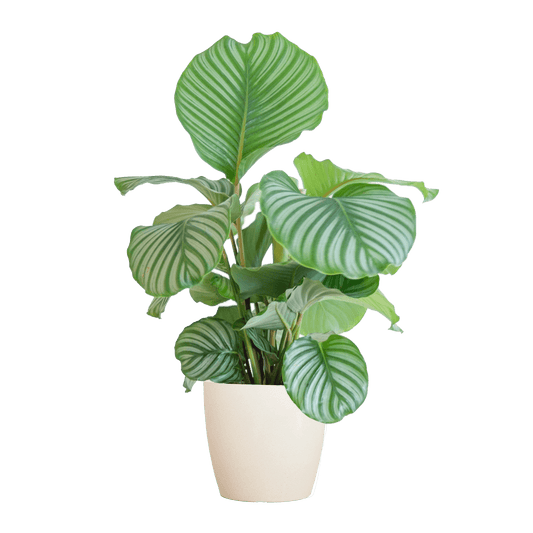 Korbmarante Calathea Orbifolia – Zimmerpflanze 65cm – Ø21cm – Luftreinigend – Inklusive biologisch abbaubarem Viber-Topf Weiß – Exotische Zimmerpflanze mit mintgrünen Blättern 