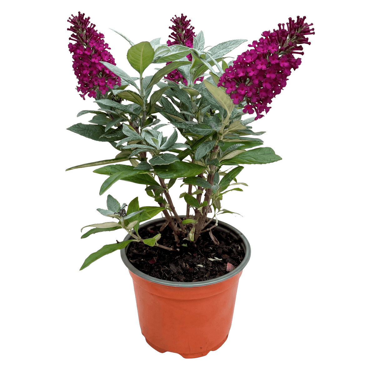 Green boutiQ - Gartenpflanze - Buddleja davidii Butterfly Candy Little Ruby - Schmetterlingsstrauch - Kompakt - Rot - 1 Pflanze - Topf 12cm - Höhe 20-25cm 