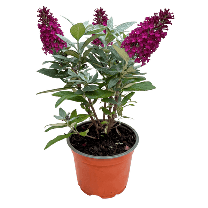 Green boutiQ - Gartenpflanze - Buddleja davidii Butterfly Candy Little Ruby - Schmetterlingsstrauch - Kompakt - Rot - 1 Pflanze - Topf 12cm - Höhe 20-25cm 