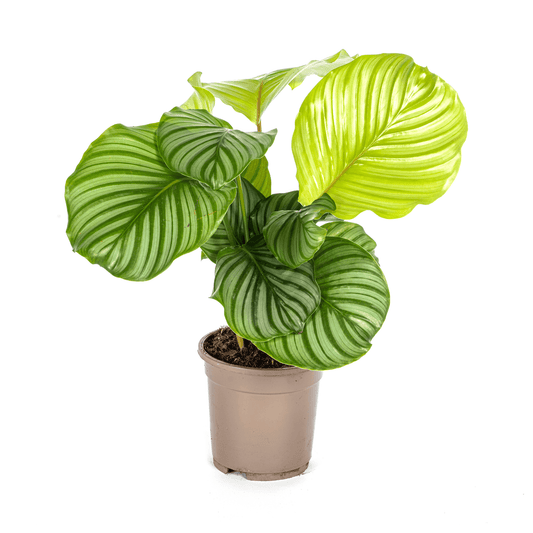 Korbmarante Calathea Orbifolia – Ø17 cm – ca. 40–50 cm hoch – Zimmerpflanze mit großen, silbrig-grünen Blättern – Für Wohnzimmer & Büro 