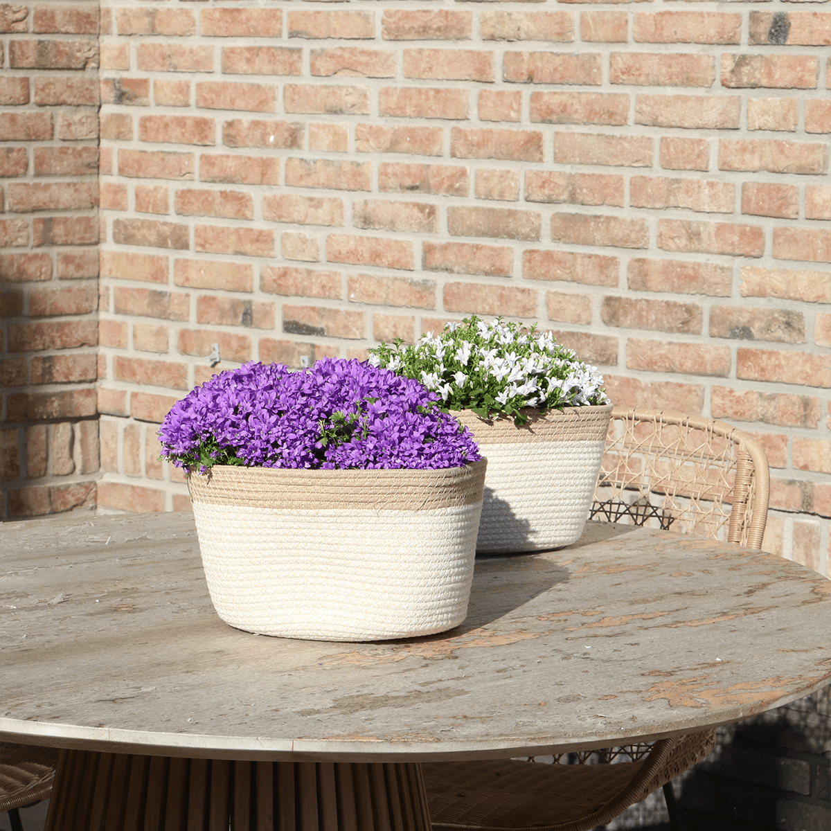 Campanula Addenda Ambella Intense purple - Baumwollschale mit Campanula mit Bewässerungssystem - 3 Stück - Glockenblume lila - Topfgröße 12cm 