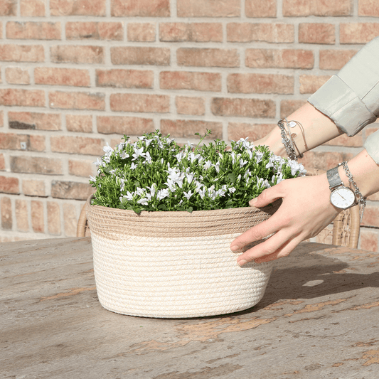 Campanula Addenda Ambella weiß - Baumwollschale mit Campanula mit Bewässerungssystem - 3 Stück - Glockenblume weiß - Topfgröße 12cm 