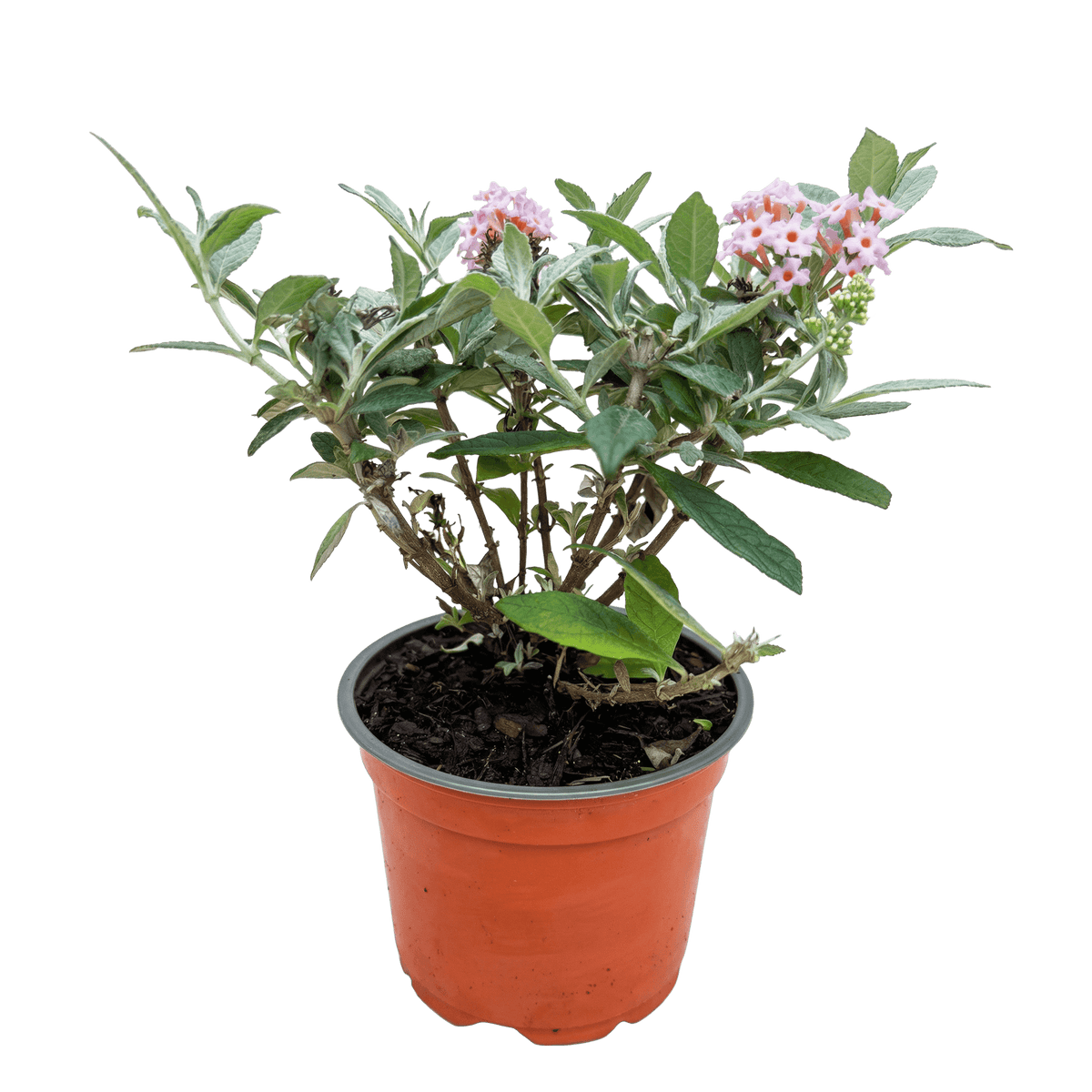 Green boutiQ - Gartenpflanze - Buddleja davidii Butterfly Candy Little Pink - Schmetterlingsstrauch - Kompakt - Rosa - 1 Pflanze - Topf 12cm - Höhe 20-25cm 