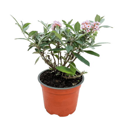 Green boutiQ - Gartenpflanze - Buddleja davidii Butterfly Candy Little Pink - Schmetterlingsstrauch - Kompakt - Rosa - 1 Pflanze - Topf 12cm - Höhe 20-25cm 