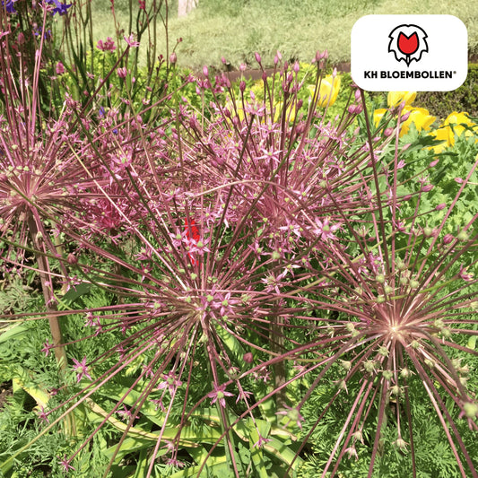 Allium schubertii – 5 Blumenzwiebeln – Spektakulärer Zierlauch – Große kugelförmige Blüten – Feuerwerk-Effekt im Garten – Auch als Trockenblume 