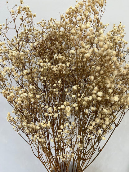 Gypsophilia | Schleierkraut: Ewige Schönheit für Deine Trockenblumensträuße und -kränze 