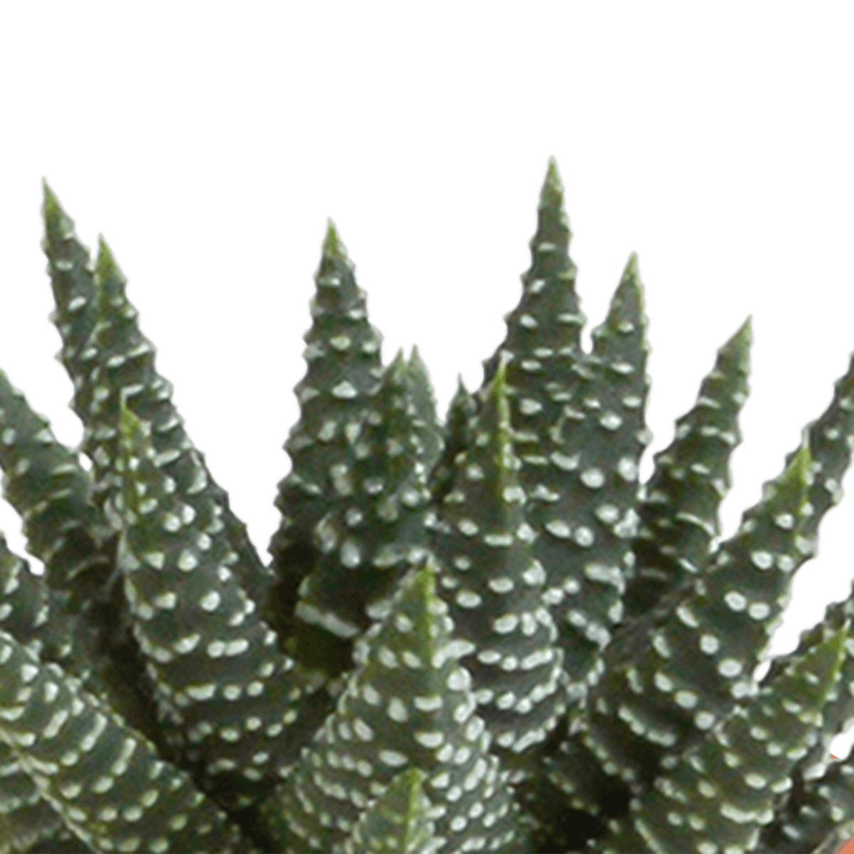 Kakteen & Sukkulenten Mischung – 15 Pflanzen 5,5 cm – Vielfältige Auswahl aus Cereus, Echeveria, Haworthia & Crassula – Hochwertige Qualität – Handbemalter mexikanischer Topf inklusive 