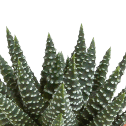 Kakteen & Sukkulenten Mischung – 15 Pflanzen 5,5 cm – Vielfältige Auswahl aus Cereus, Echeveria, Haworthia & Crassula – Hochwertige Qualität – Handbemalter mexikanischer Topf inklusive 