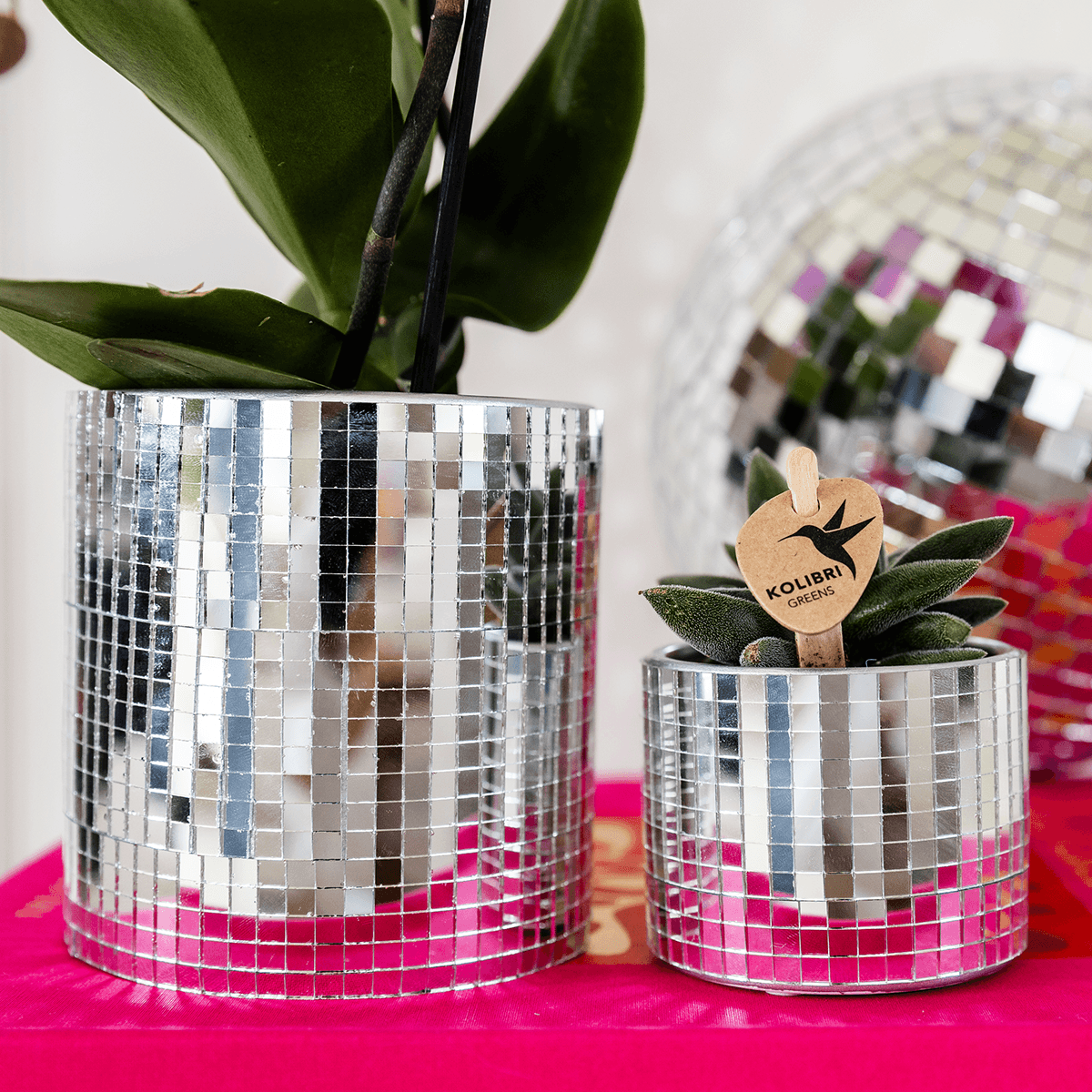 Kolibri Company | Disco Pflanzenset | Violette Vienna Orchidee 9cm + Sukkulente inkl. Keramik‑Übertöpfe 