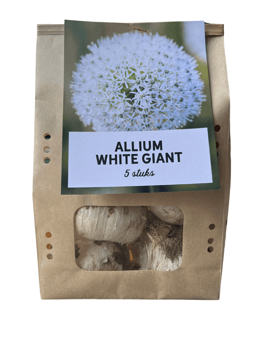 Allium 'White Giant' – Zierlauch Blumenzwiebeln – 5 Zwiebeln – Riesige weiße Kugelblüten – Winterharte Staude für Beet & Rabatte – XXL-Zwiebeln für sonnige Standorte 