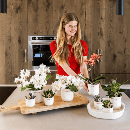 Kolibri Orchids | Geschenkset „Love You“ | Rote Phalaenopsis‑Orchidee Congo mit Grünpflanze in Love‑Übertopfen auf einer Cloud‑Platte 
