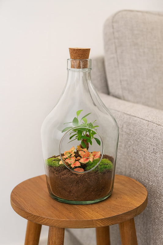 Offener Flaschengarten „John“ 30cm – Bonsai & Ruby Lime Fittonia – Glasflaschenterrarium mit Moos – Natürliches Mini-Ökosystem – Dekoratives Geschenkset mit Start-Kit & Pflanzen 