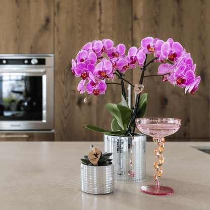 Kolibri Orchids | Violette Vienna Orchidee + Disco Übertopf – Topfgröße Ø9cm | blühende Zimmerpflanze – frisch vom Züchter 