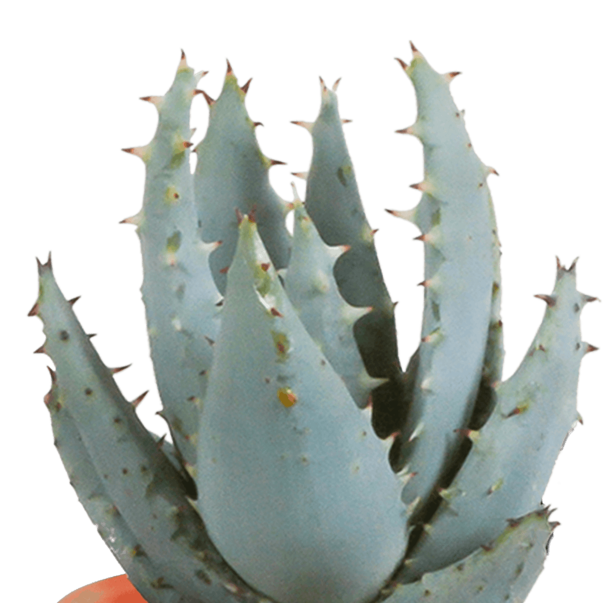 Kakteen & Sukkulenten Mischung – 15 Pflanzen 5,5 cm – Vielfältige Auswahl aus Cereus, Echeveria, Haworthia & Crassula – Hochwertige Qualität – Handbemalter mexikanischer Topf inklusive 
