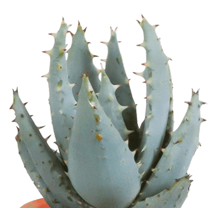 Kakteen & Sukkulenten Mischung – 15 Pflanzen 5,5 cm – Vielfältige Auswahl aus Cereus, Echeveria, Haworthia & Crassula – Hochwertige Qualität – Handbemalter mexikanischer Topf inklusive 