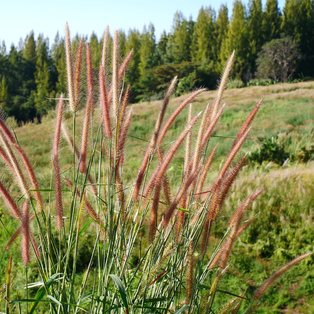 3x Zebraschilf Zebrinus – Miscanthus sinensis – Winterhartes Ziergras 12cm – Dekoratives Chinaschilf mit gestreiftem Laub