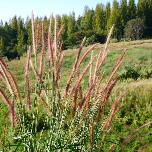 3x Zebraschilf Zebrinus – Miscanthus sinensis – Winterhartes Ziergras 12cm – Dekoratives Chinaschilf mit gestreiftem Laub