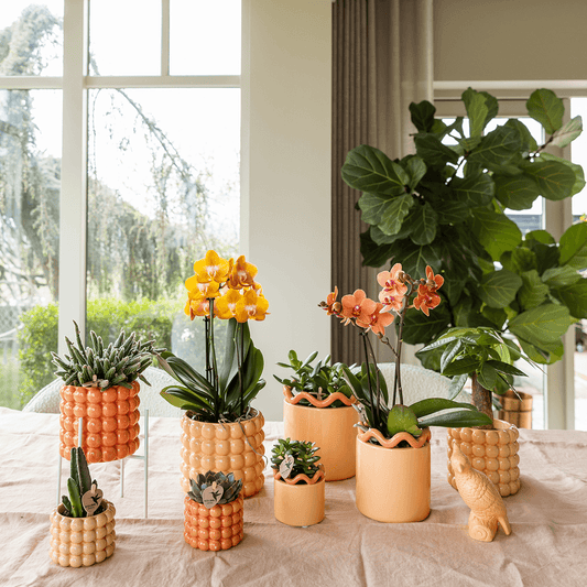 Kolibri Orchids | Orange/gelbe Las Vegas Orchidee + Poppy Peach Übertopf – Topfgröße Ø12cm | blühende Zimmerpflanze – frisch vom Züchter 