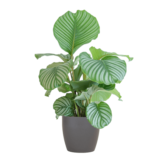 Korbmarante Calathea Orbifolia – Zimmerpflanze 65cm – Ø21cm – Luftreinigend – Inklusive biologisch abbaubarem Viber-Topf Grau – Exotische Zimmerpflanze mit mintgrünen Blättern 