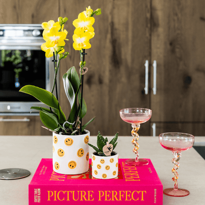 Kolibri Company | Smiley Pflanzenset | Gelbe Phalaenopsis Albenga 9cm und Sukkulente inkl. Keramik‑Übertöpfe 
