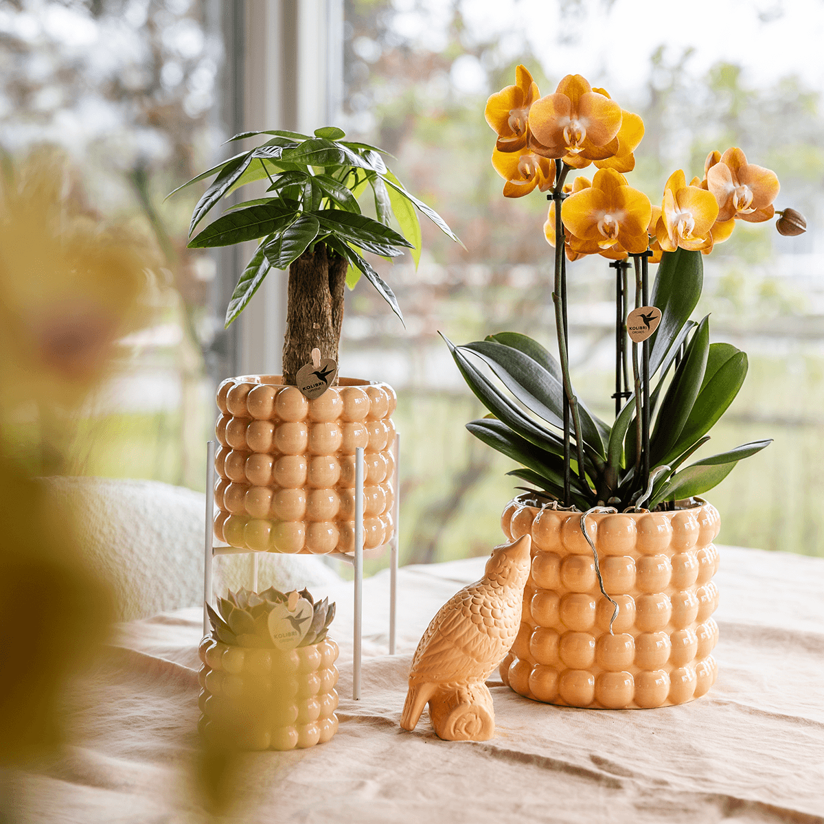 Orchidee mit Übertopf Peach Blühende Phalaenopsis Zimmerpflanze im pfirsichfarbenen Dekotopf Ø12cm